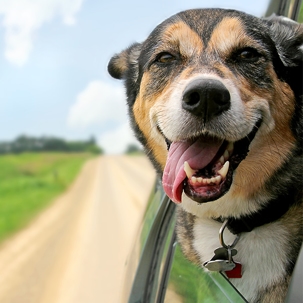 dog hanging out car window with its tongue out enjoying the ride